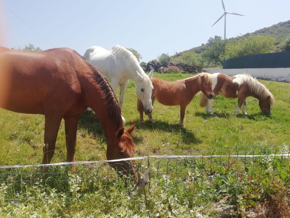 Casinha De Ferias No Campo - Quintinha Dos Cavalos - Arruda Dos Vinhos Sabugos ภายนอก รูปภาพ